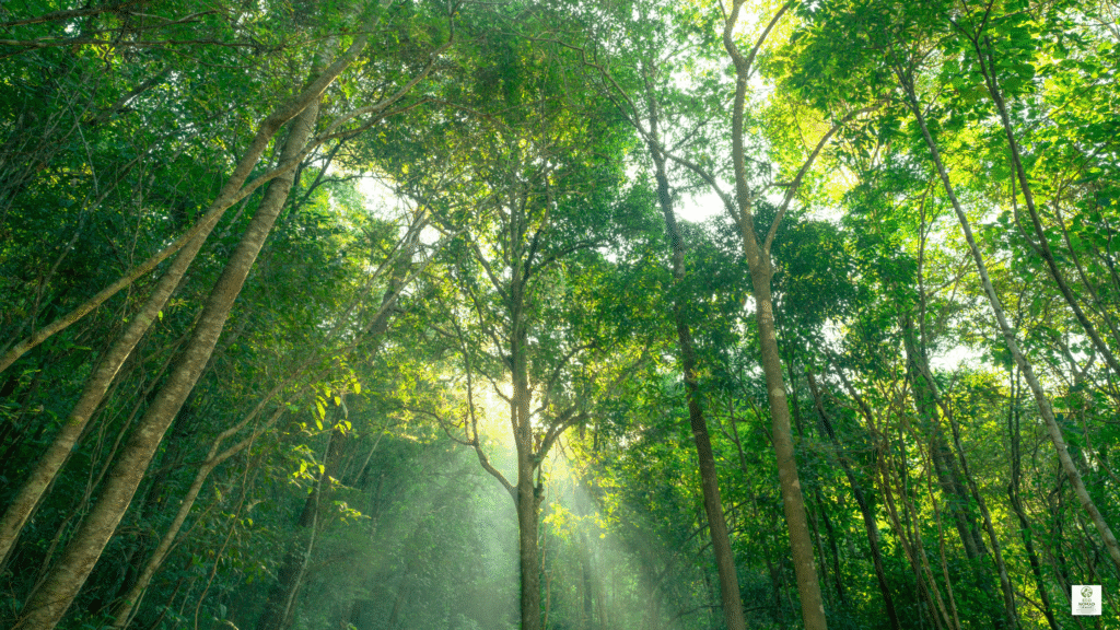 Illustration of travelers reviewing the best carbon offset programs for travelers 2025 on a laptop with a forest background.